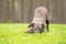 A brindle mixed breed dog in a play bow position