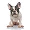 Brindle Pied French bulldog