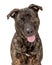 Brindle Pit Bull Crossbreed Dog Happy Smiling