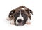 Brindle Pit Bull Crossbreed Puppy Lying and Looking