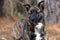 Brindle Pitbull Terrier Dutch Shepherd mixed breed dog