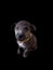 Brindle puppy with collar dark background