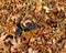 Brindle Puppy Hiding in Pile of Leaves