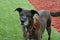 Brindle Shepherd Standing in Lawn