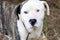 Brindle and white American Bulldog Anatolian mixed breed dog