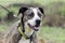 Brindle and white American Pitbull Terrier dog with green collar on leash