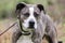 Brindle and white American Pitbull Terrier dog with green collar on leash