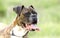 Brindle and white Boxer dog panting tongue, pet rescue adoption photo