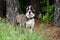 Brindle and white Boxer Mastiff mixed breed Dog