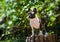 Brindle and white French Bulldog posed