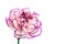 Brindle white and purple carnation on white background