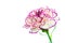 Brindle white and purple carnation on white background