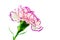 Brindle white and purple carnation on white background