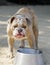 Brindle white and red male English Bulldog drinking water