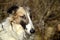 Brindled borzoi with black face mask