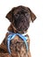 Brindled Bullmastiff puppy portrait