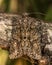 Brindled green moth (Dryobotodes eremita)