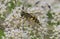 Brindled Hoverfly or Sunfly