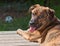 Brindled Plott hound puppy