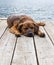 Brindled Plott hound puppy