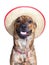 A brindled plott hound wearing a hat