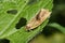 Brindled Tortrix Moth