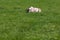 A Brindled Wildebeest Laying in the Grass