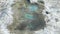 Brine flies, bacteria and algae in a pool at the Great Salt Lake, Utah