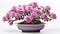 Bring forth the delicate elegance of the smallest mauve bonsai rose plant