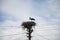 Bringing new babies. Stork in stick nest on electrci pole. White stork and nestling on cloudy sky. Stork family. Large migratory
