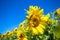 It brings joy to see sunflower field by the road; photos with yellow energy on the sunflower field