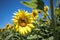 It brings joy to see sunflower field by the road; photos with yellow energy on the sunflower field