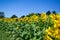 It brings joy to see sunflower field by the road; photos with yellow energy on the sunflower field