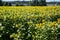 It brings joy to see sunflower field by the road; photos with yellow energy on the sunflower field