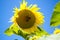 It brings joy to see sunflower field by the road; photos with yellow energy on the sunflower field