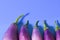 Brinjal aubergines isolated on blue background closeup