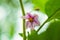 Brinjal or begun vegitable flower in the family garden