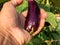 Brinjal Eggplant in hand