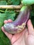 Brinjal Eggplant in hand