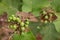 Brinjal fruit on the tree in the garden