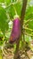 Brinjal hanging from tree, Howrah, West Bengal, India