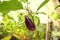 Brinjal plant, eggplant in garden