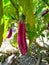 Brinjal plant is flowering Brinjal