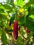 Brinjal plant is flowering Brinjal