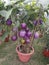 Brinjal plant is overloaded in brinjals