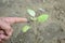 Brinjal plant soil heap with fingers over out of focus green background