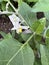 Brinjal plant with white flowers, Solanum melongena