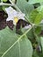 Brinjal plant with white flowers, Solanum melongena