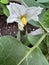 Brinjal plant with white flowers, Solanum melongena