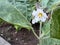 Brinjal plant with white flowers, Solanum melongena